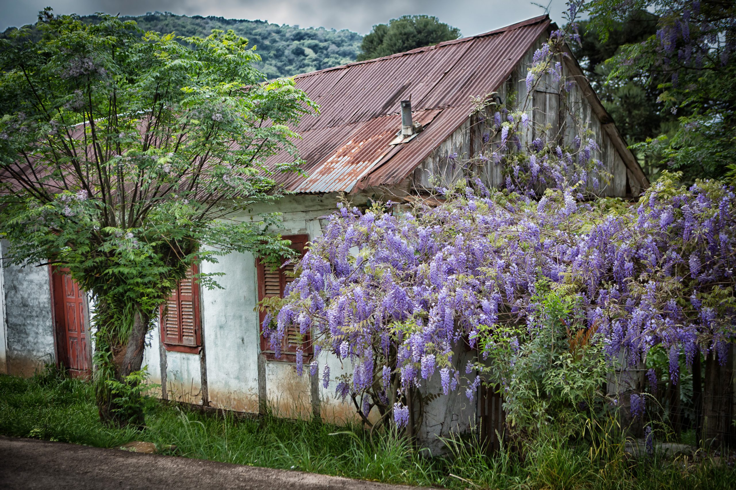 Inscrições abertas para o Concurso Fotográfico do Festival da Primavera em Nova Petrópolis, RS