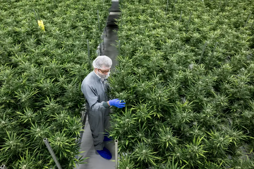 Alemanha planeja se tornar o maior mercado de cannabis do mundo