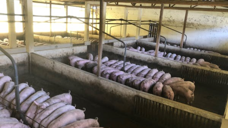 Coreia do Sul retoma importações de carne suína alemã